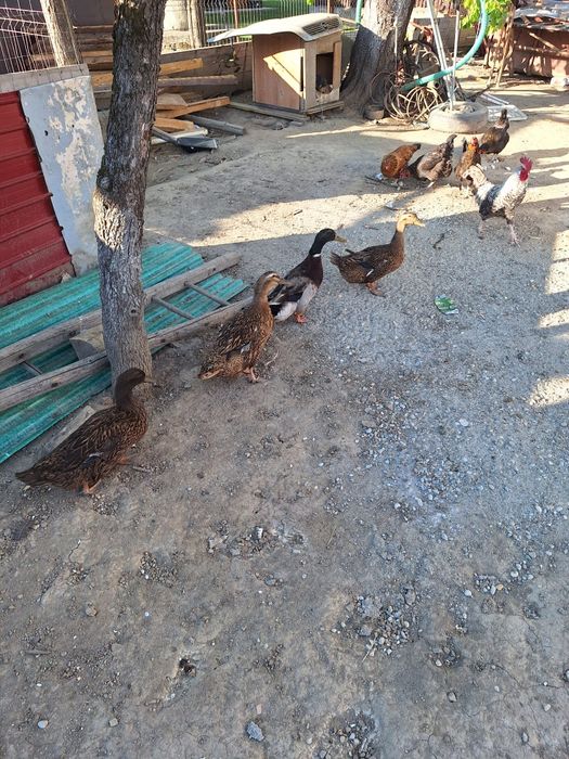 Familie de rate formată