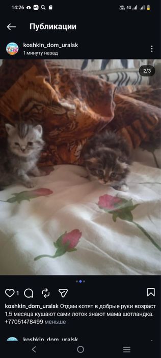 Отдам котят в добрые руки