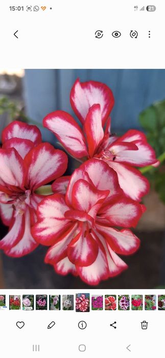 Продам разные пеларгонии