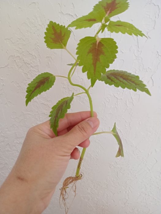 Продам Колеус 500тг.