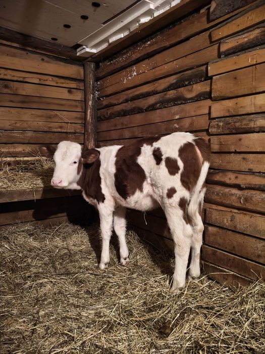 Vând o vitea bălțată românească