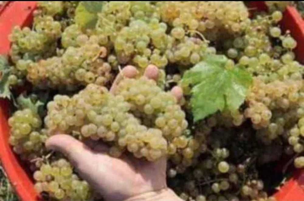 Vand Struguri de Vin