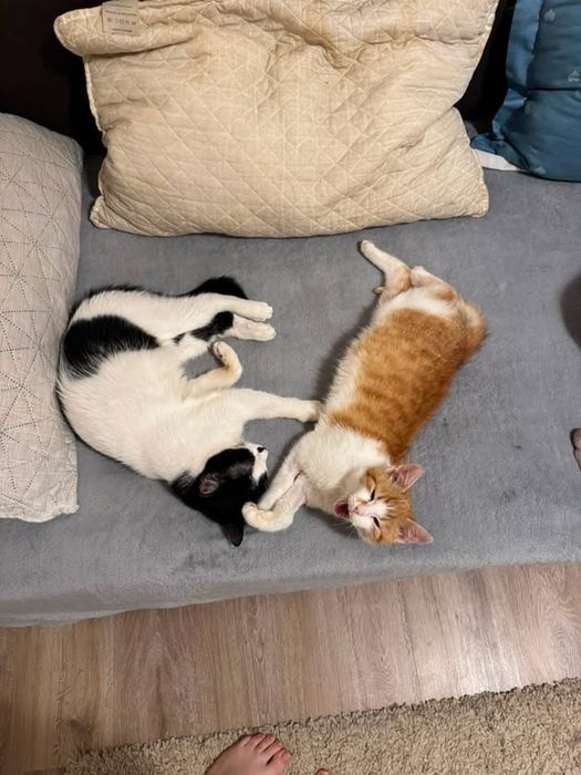 Pentru adoptie responsabila 2 pisici