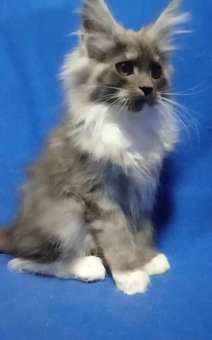 Будущие великаны