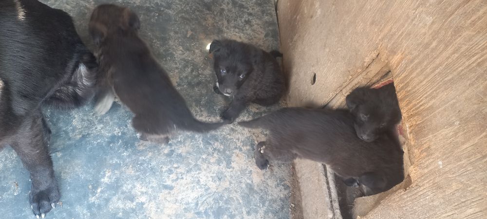 Продам щенков овчарки