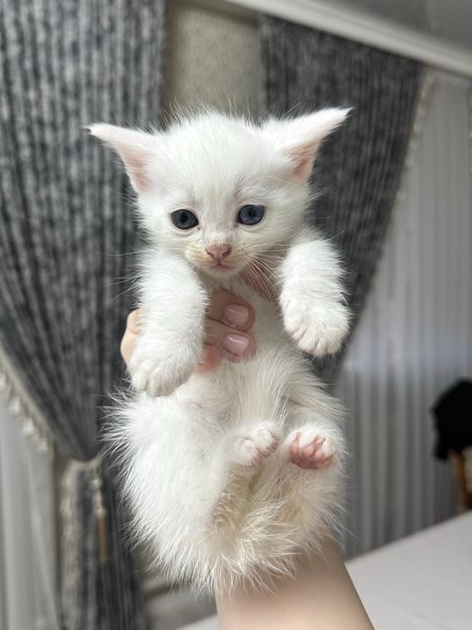 Котята отдам даром