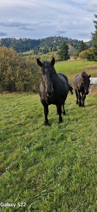 Iapa din 2020 dangalizata sange rece unguresc