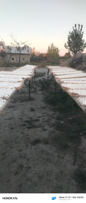 Tabbiy qurt qushimchalarsiz