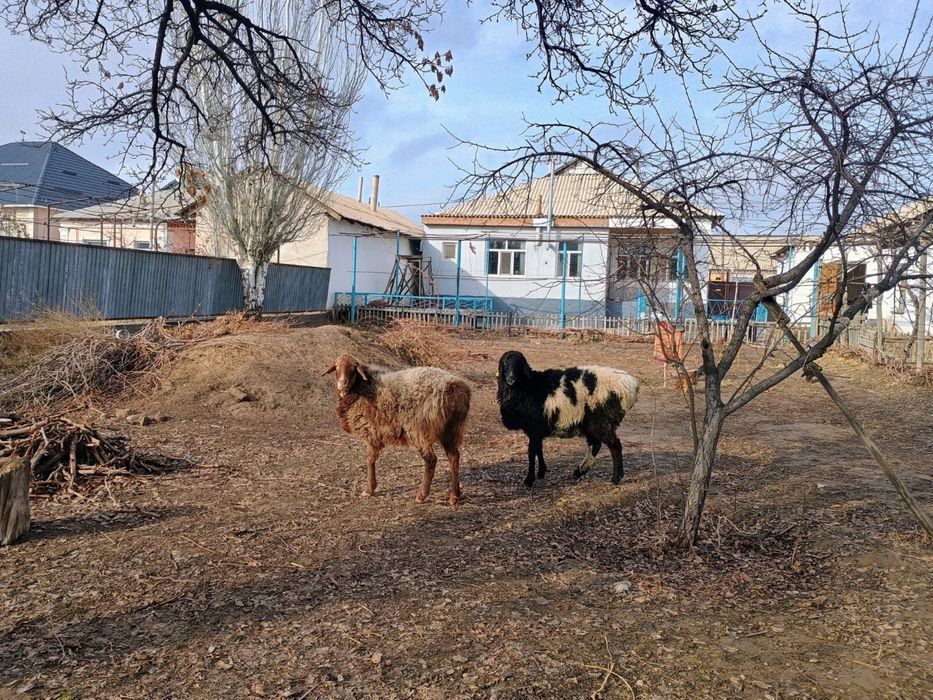 Сатылады бидайға бағылған