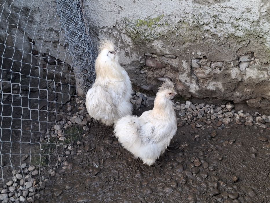 Gaini matase japoneza