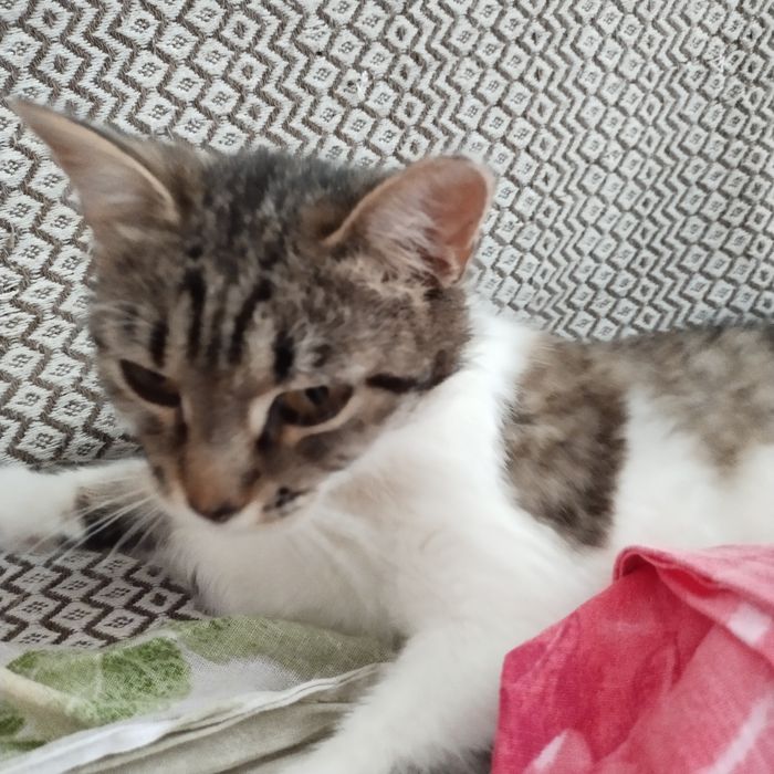 Котёнок в добрые руки