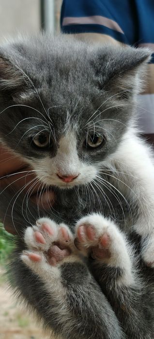 Котята  мама британка. Папа выслоухие
