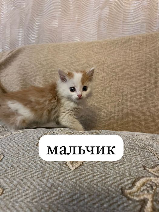 Отдам в добрые руки