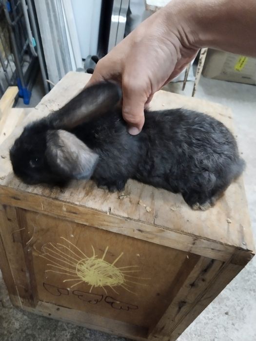 Продам кроликов.