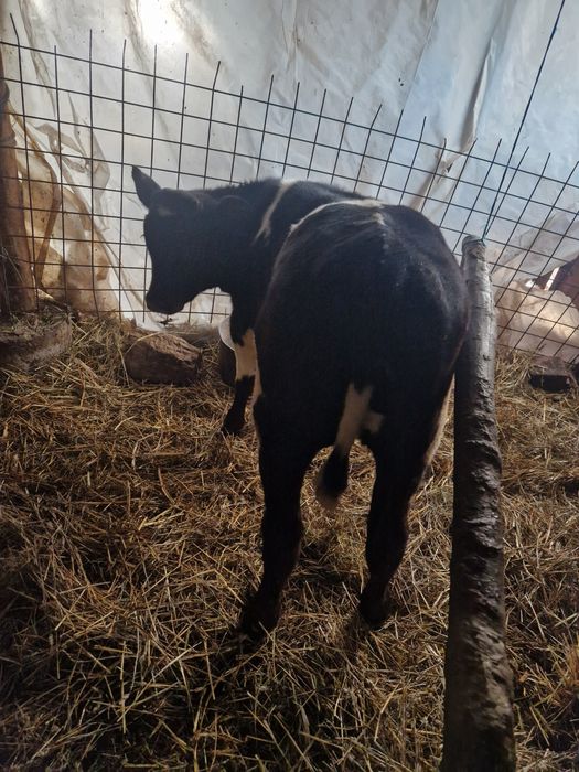 Vand 15 vitei frumosi si grasi