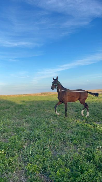Жеребенок , Лошадь , Жеребец