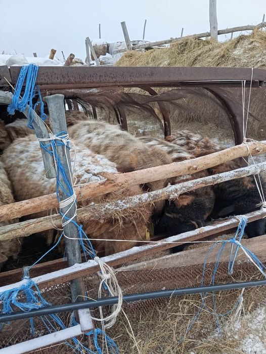 Продам баранов  .