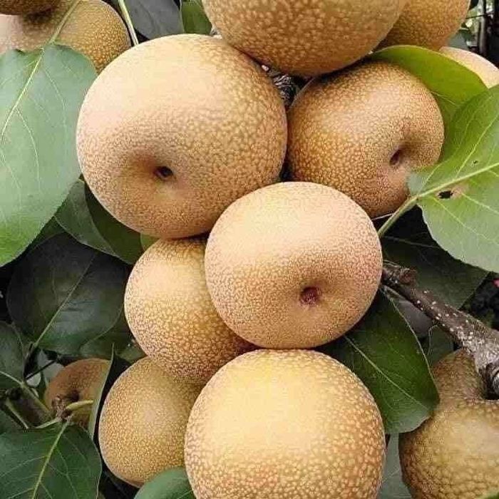 Нок шафтол олма гилос бих ёонгок кучатлар бор