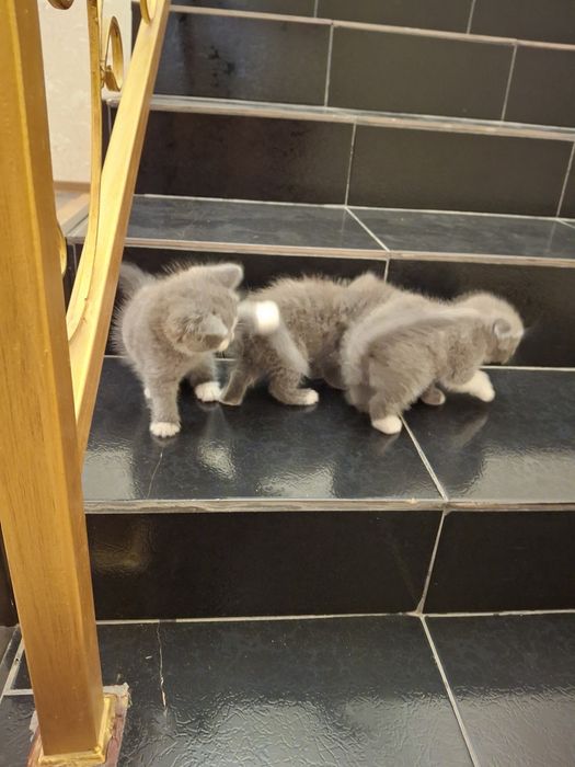 Кошка породистая