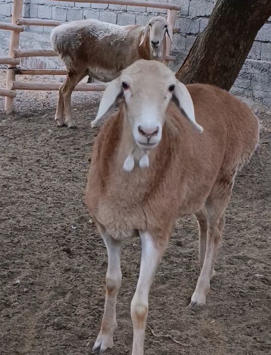 АРАШАНГА+ Ишкибозлар сотувда бор.