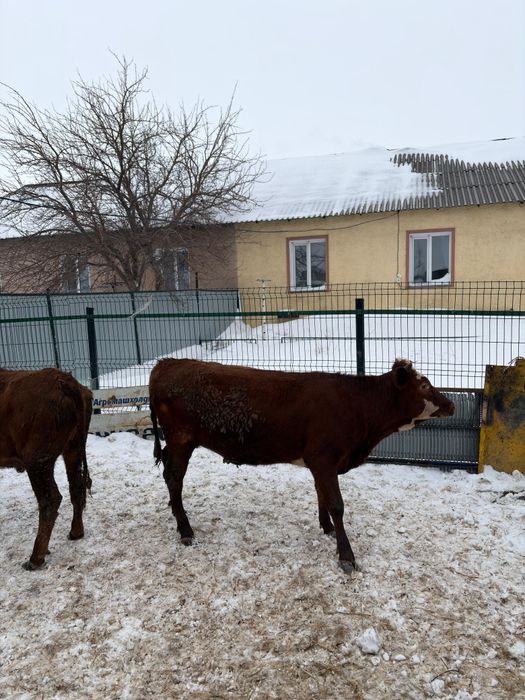 Продам 6 голов быки телки