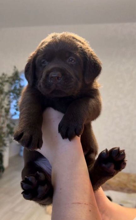 Чистокровные Щенки Лабрадор