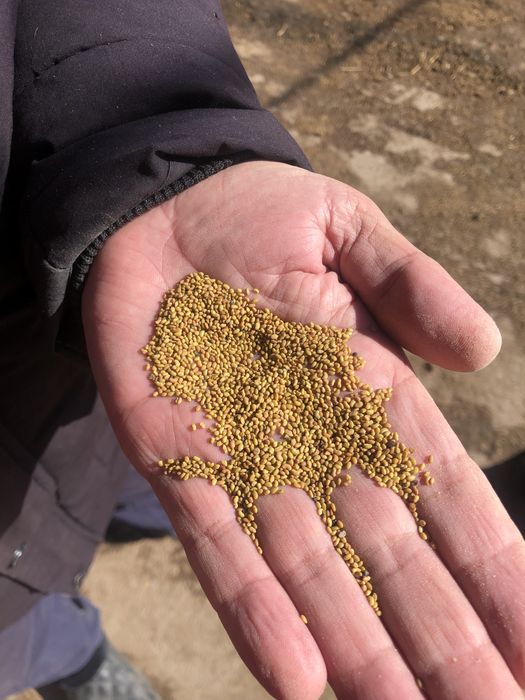 Беде Жоңышқа ұрығы Семена люцерны (сор-семеречинская )