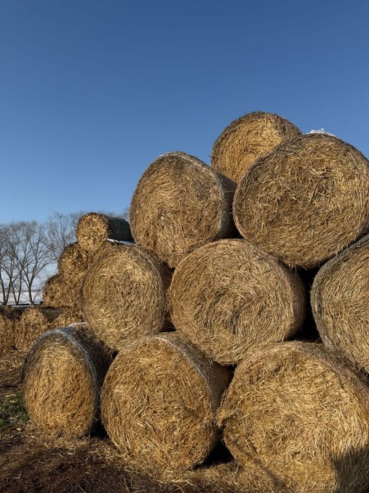 Baloți din paie de triticale