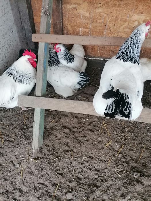 Oua de încubat din rasa sussex și gât golaș de Transilvania