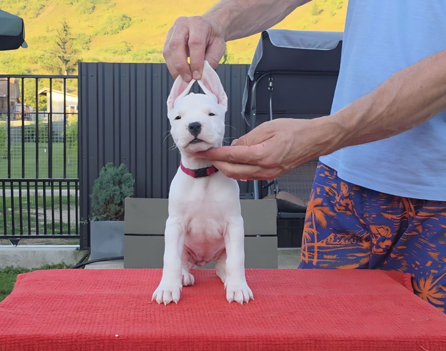 Dogo argentino/Dog argentinian
