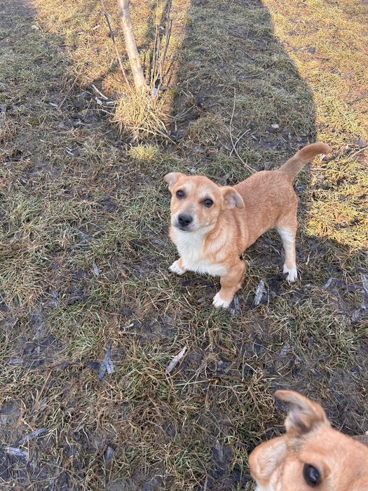 Donez căței pichinezi