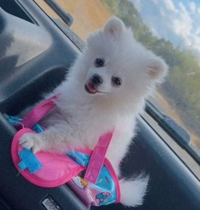 Pomeranian alb.