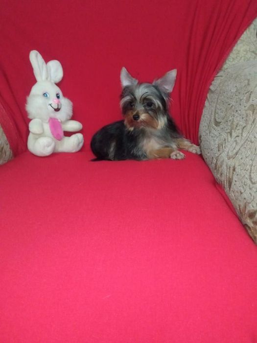 Йоркширский терьер вязка