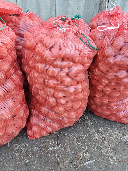 Продам семенную картошку 200