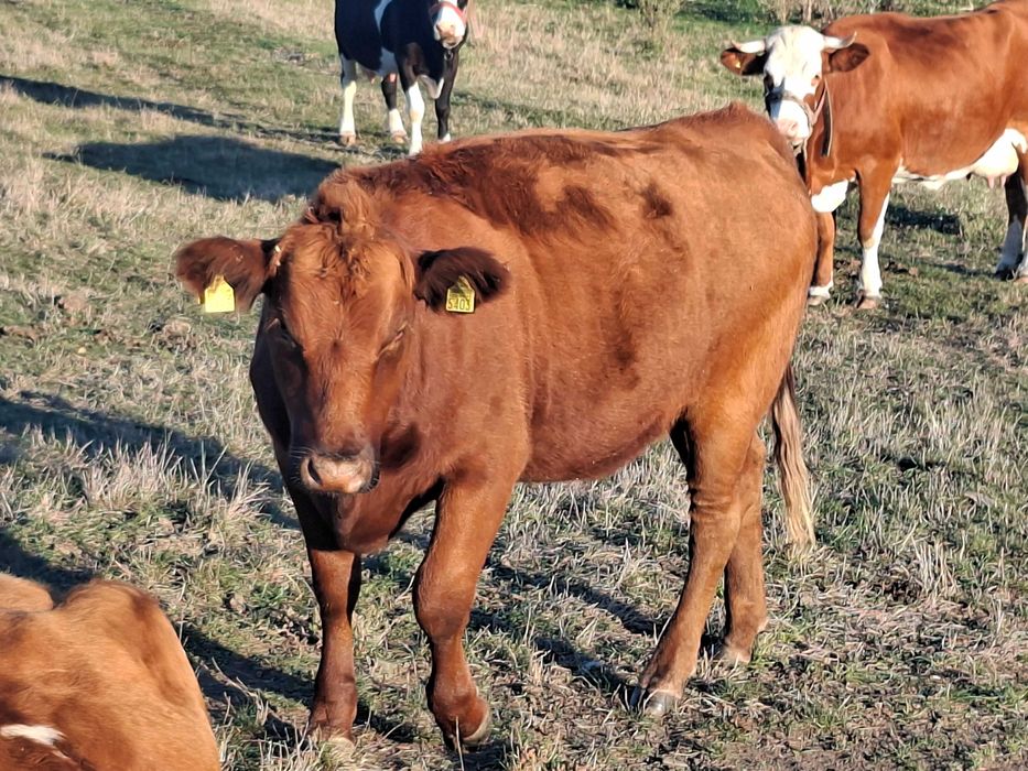 Vand junica Angus