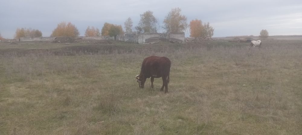 Срочно продам молодняк и корову