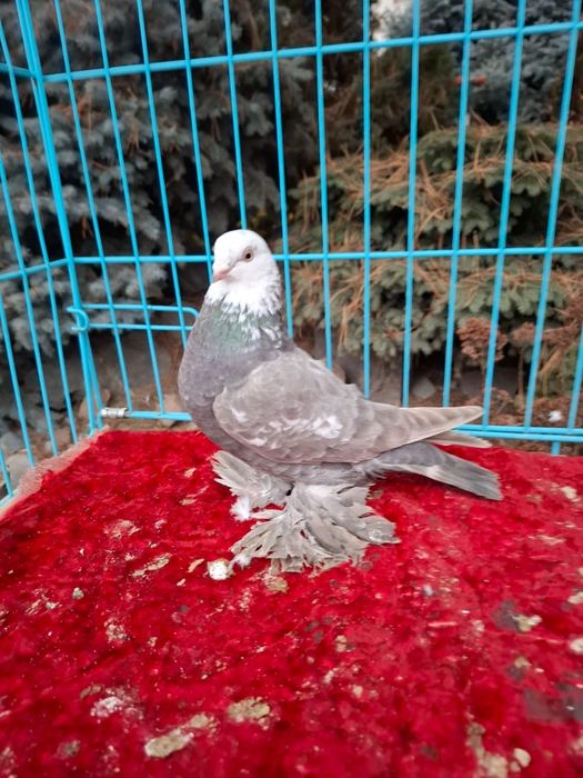 Продам. Голуби 25 года.