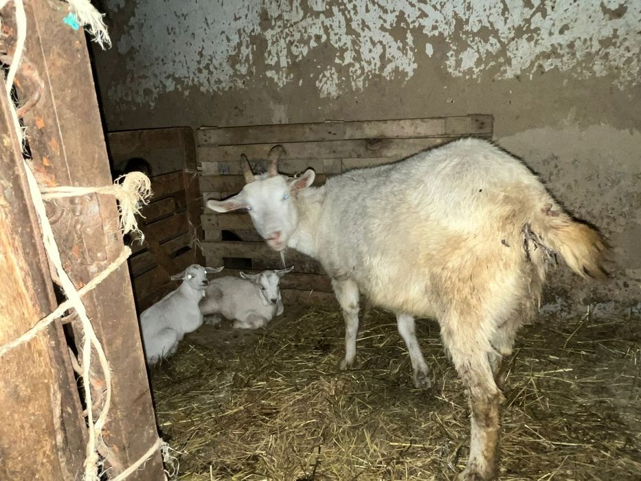 Заненскии коза продам