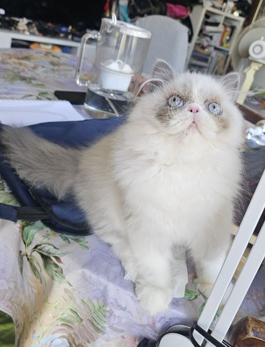 Персийски котенца