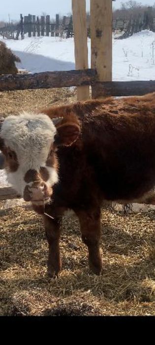 Продам Бычков срочно