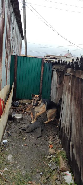 Отдам немецкую овчарку .