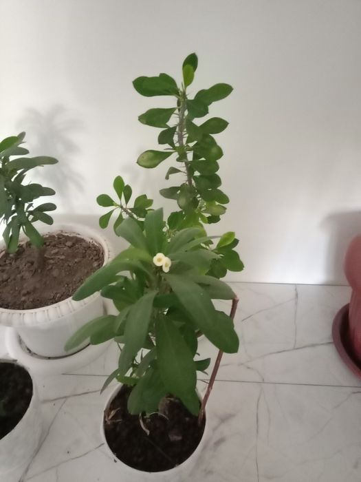 Цветы Молочай миля