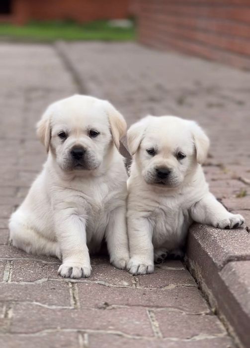 Щенки Лабрадора Астана