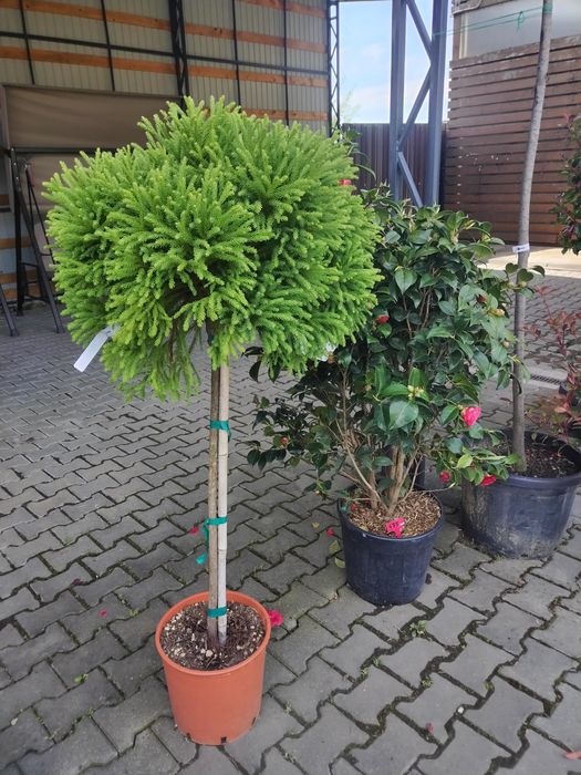 Plante ornamentale / ierburi decorative / gard viu veșnic verde: Cupressus  Arizonica, Leylandii, Prunus, photinia/Conifere