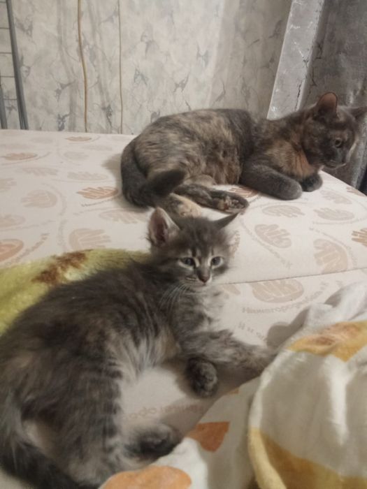 Отдам котят в добрые руки.
