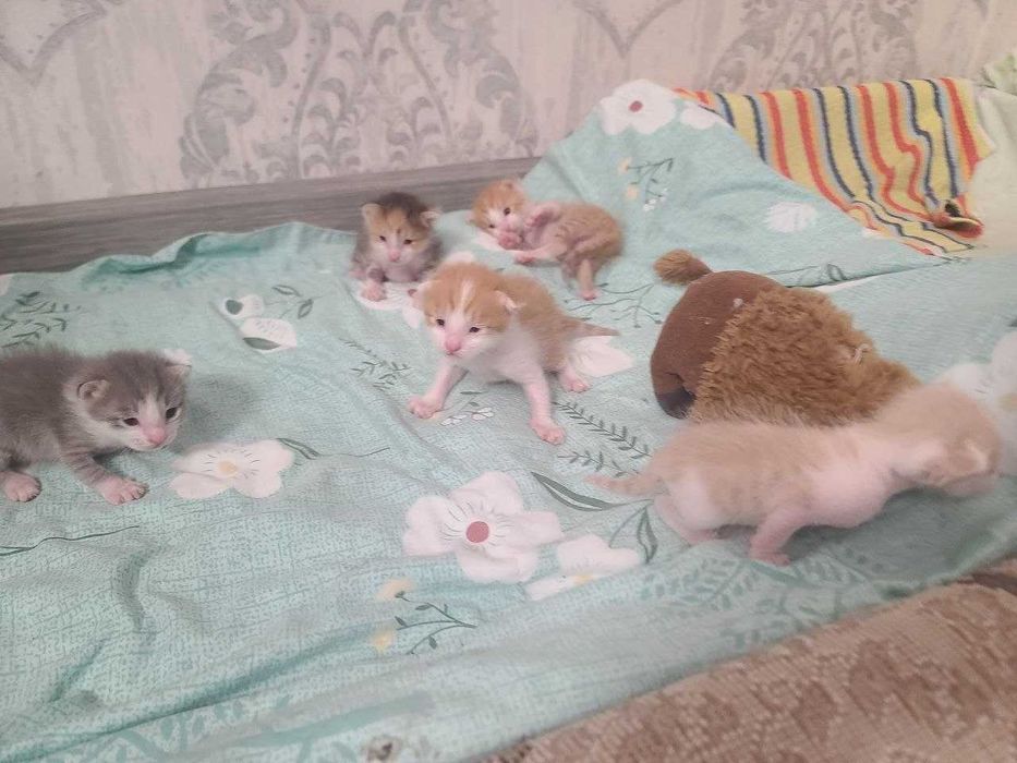 Отдам котят в хорошие руки.