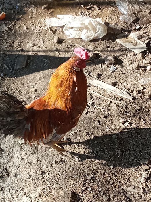 Yapon xoroz sotilazdi