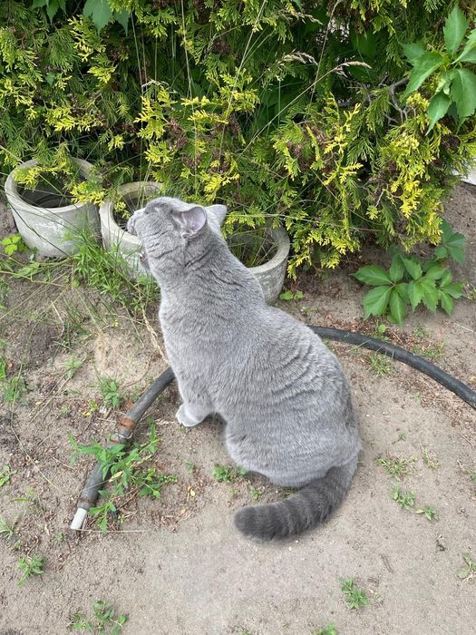 Отдам британца в добрые руки