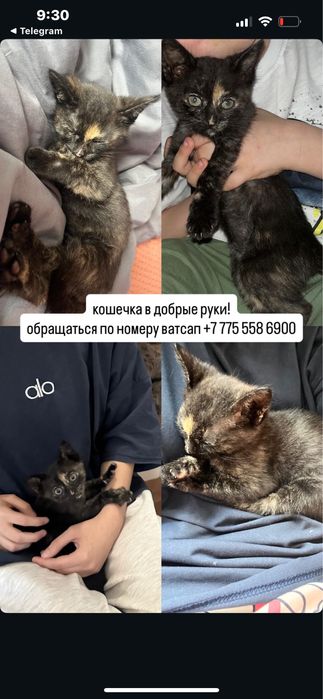 Котенок-девочка, месяц+