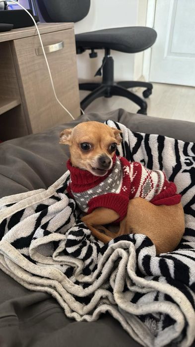 Кученца момичета